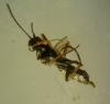 Cephus sp.